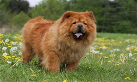 8 Big Fluffy Dog Breeds - Foreblog