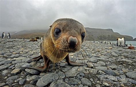 Antarctic Fur Seal