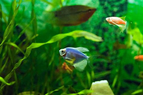 Pregnant Glofish: A Thorough Guide on Breeding Different Glofish