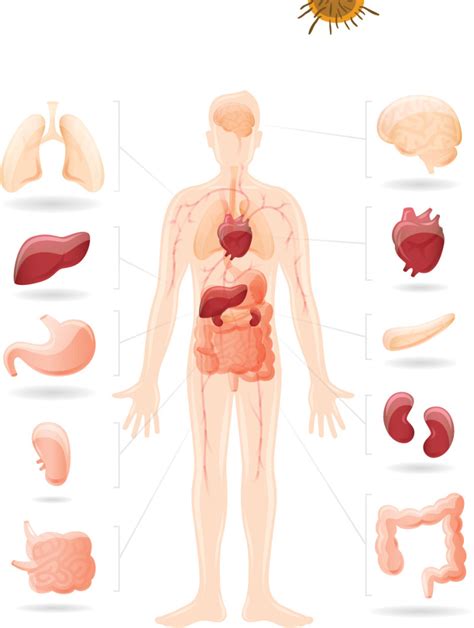 FAQ: Human Microbiome - NCBI Bookshelf