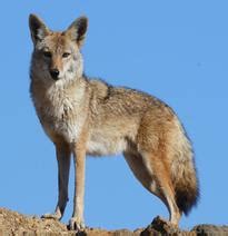 Plants, Animals, and Physical & Behavioral Adaptations - SHRUBLAND BIOME