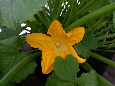 My first squash flower ever. It's so huge! : gardening