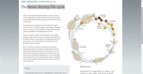 Brine Shrimp Life Cycle