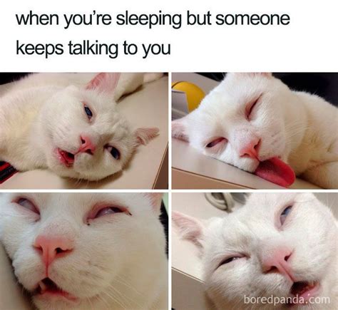 40 Of The Funniest Sleeping Memes Ever | かわいいペット, にゃんこ, 可愛い猫