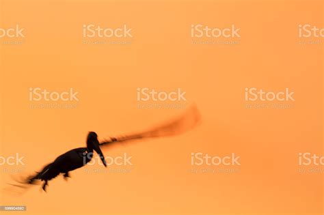 Brown Pelican Soft Silhouette Stock Photo - Download Image Now - Animal Wildlife, Bird, Blurred ...