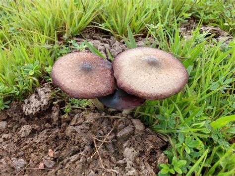 Found this on a hike, Mato Grosso - Brazil : r/mycology