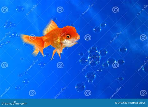 Swimming Goldfish stock photo. Image of thirst, cool, colored - 2167630