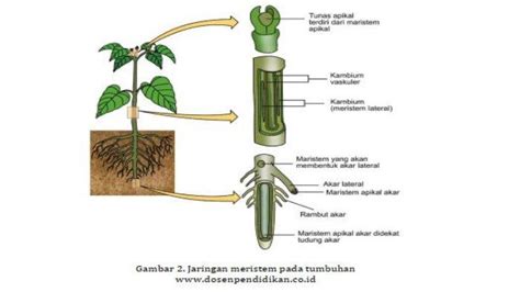 Mengenal Sel Jaringan Tumbuhan: Jaringan Meristem, Kambium Vaskuler ...