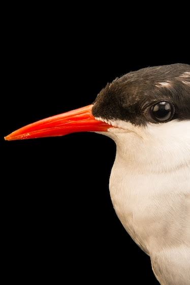 Arctic tern, facts and photos