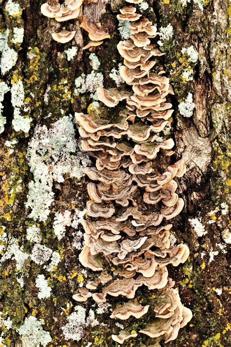 Brown Bracket Fungus On Tree Free Stock Photo - Public Domain Pictures