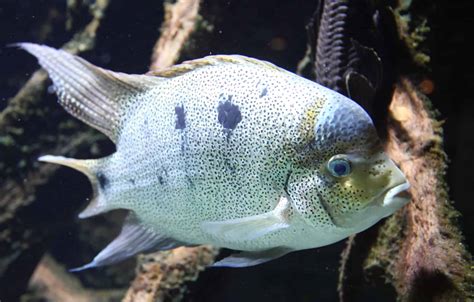 White Cichlid (Paraneetroplus argenteus): Ultimate Care Guide - Fish Laboratory