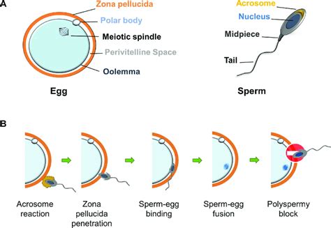 Diagrams of sperm and egg – Telegraph