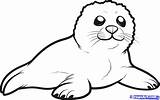 Harp Seal Coloring Page Pages sketch template