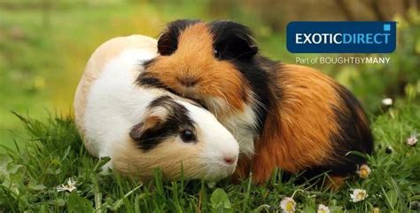 Guinea pig names - ExoticDirect