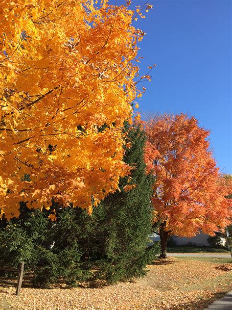 Why do leaves change color and why do leaves fall off in autumn? | Purdue Extension Forestry ...