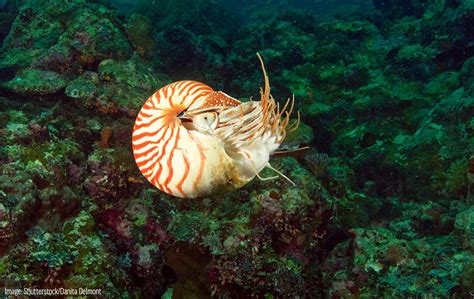 Chambered Nautilus - Oceana