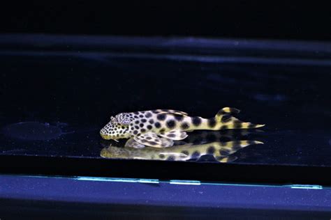 Yellow Leopard Pleco - Marine Warehouse Aquarium