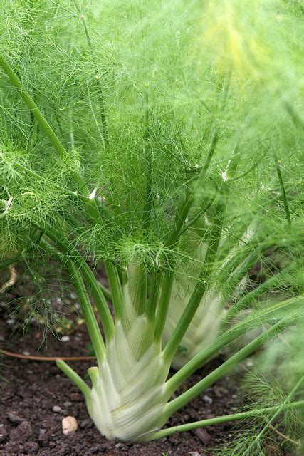 Fennel | Diseases and Pests, Description, Uses, Propagation