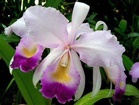 File:Cattleya trianae, the national flower of Columbia (10909657333).jpg