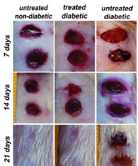 Gross appearance of wound healing on 7, 14 and 21 days post wounding ...