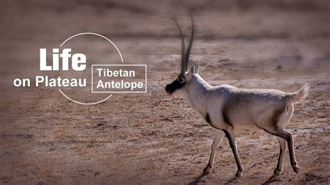 Tibetan Antelope: The antelope with the golden fleece - CGTN