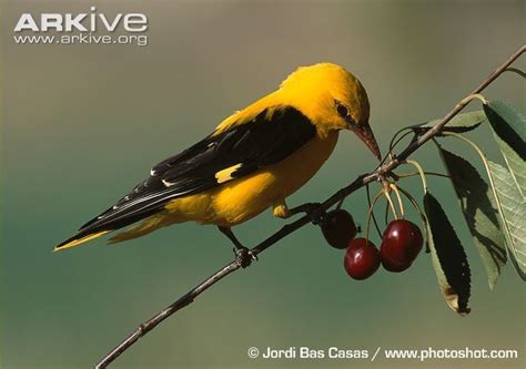 Eurasian golden oriole - Alchetron, The Free Social Encyclopedia