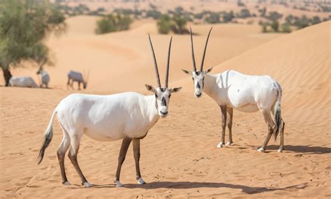 Arabian Oryxes jigsaw puzzle in Animals puzzles on TheJigsawPuzzles.com