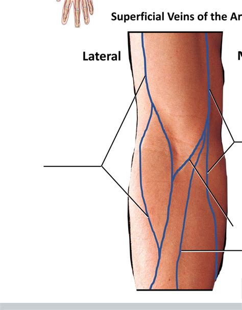 superficial vein Diagram | Quizlet