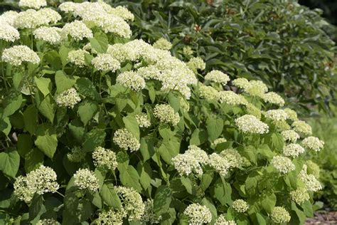 How to Grow & Care for Smooth Hydrangea