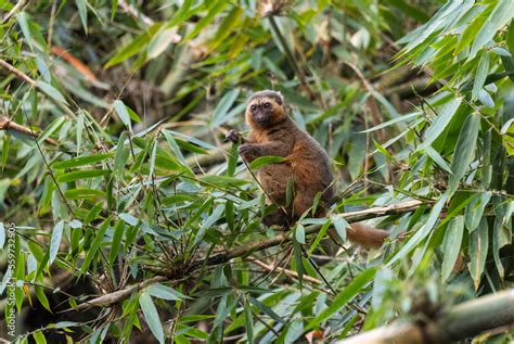 Golden Bamboo Lemur - Hapalemur aureus, beautiful colored bamboo lemur endemic in Madagascar ...