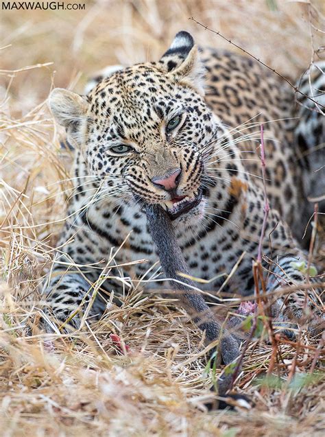 Leopard Eating Vervet Monkey | In my latest educational vide… | Flickr