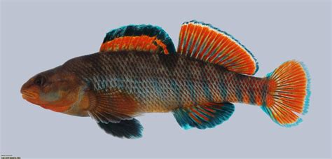 Review Of Rainbow Darter Fish For Sale References