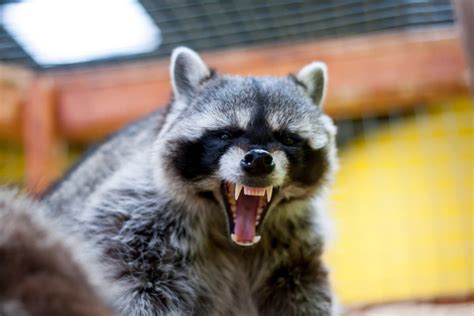 Rabid Raccoon Bites 3 People, 2 Pets In Attacks | Washington DC, DC Patch