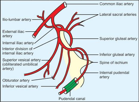 Common Iliac Artery Branches