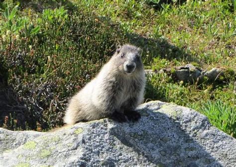 Marmot Behavior - AnimalBehaviorCorner