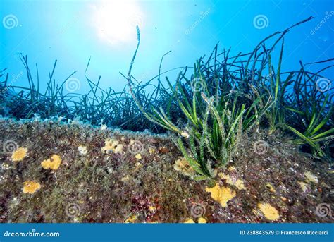 Posidonia oceanica stock image. Image of ocean, nature - 238843579