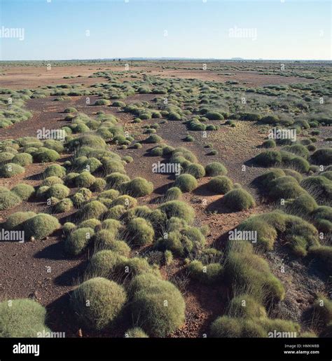 Xerophytic plants, Gibson Desert, Western Australia, Australia Stock ...