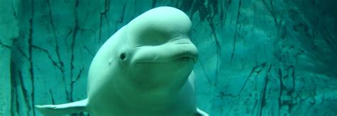 World's first beluga whale sanctuary will welcome new arrivals