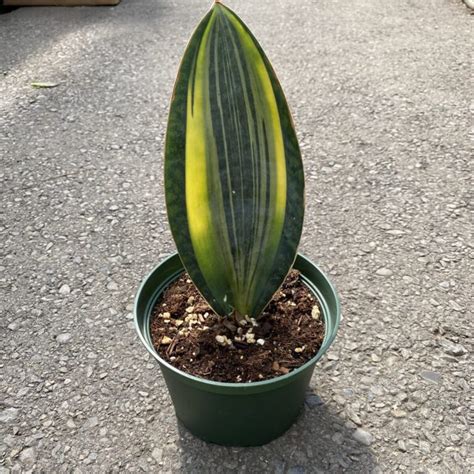 Whale Fin Plant (Sansevieria Masoniana) (Rare Collector’s Plant) – Tropicals/Houseplants ...