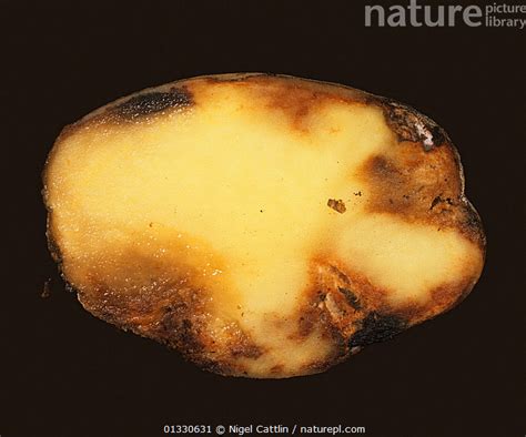 Nature Picture Library Potato late blight (Phytophthora infestans ...