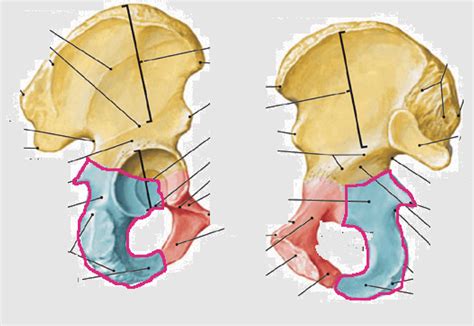 Superior Pubic Ramus, inferior Pubic Ramus, greater Trochanteric Pain Syndrome, ischial ...