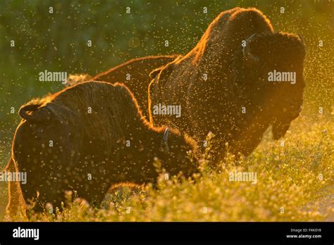 American bison Wood buffalo (Bison bison). Grazing herd with clouds of ...