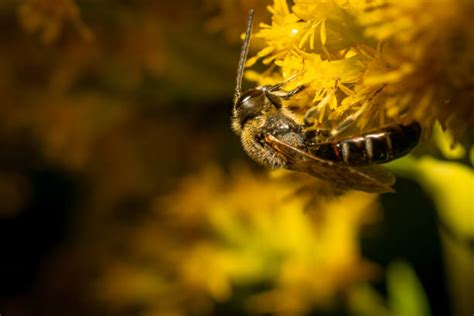 20+ Sweat Bee Sting Stock Photos, Pictures & Royalty-Free Images - iStock