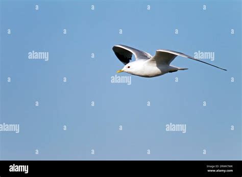 Mew gull breeding america hi-res stock photography and images - Alamy