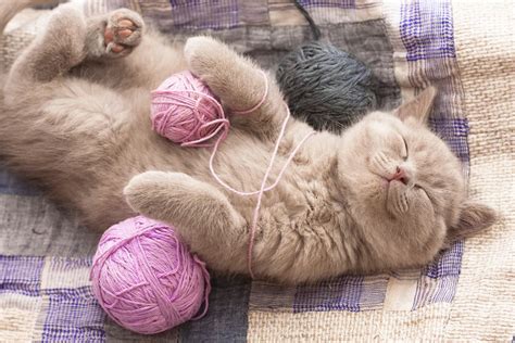 sleeping kitty cat home yarn, Ball, Cute Wallpapers HD / Desktop and ...