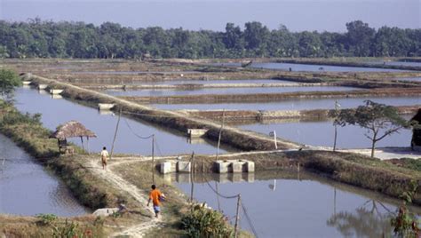 Shrimp Farming Methods and Basic Knowledge - Indonesia Shrimps Supplier, Shrimps Exporters ...