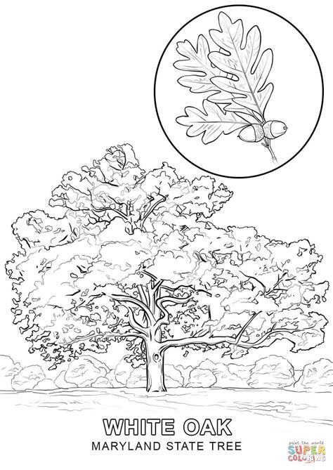 Maryland State Tree coloring page | Free Printable Coloring Pages