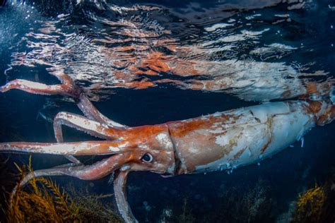 Watch Extremely Rare Footage of Giant Squid With 'Thick Arms': 'Terrified'