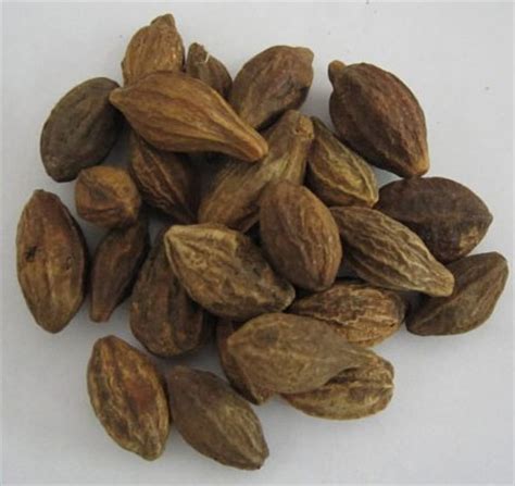 Terminalia Chebula(Dried Fruit) | BELL Garden Company,Wholesale Plant seeds,Alive roots ...