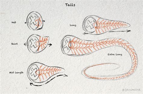 Tail Anatomy by Dragonsfur on DeviantArt